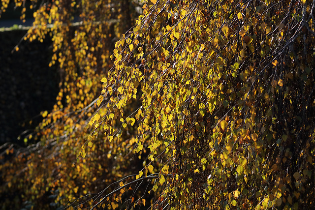 Silver Birch trees with autumn colour