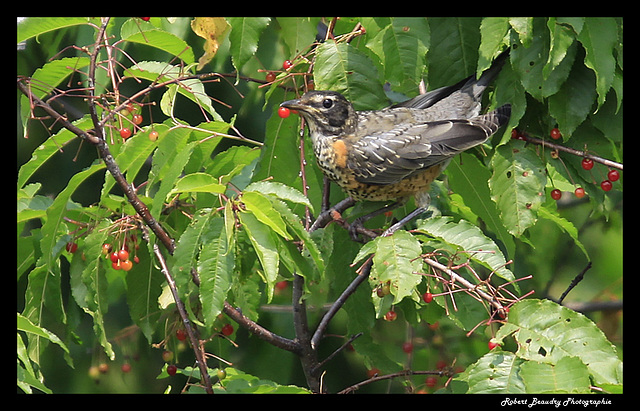 Merle d'Amérique ( immature )