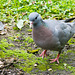 Stock dove (1)