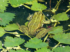 Frog at Sfantu Gheorghe Marina