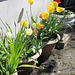 The new tulips against the porch