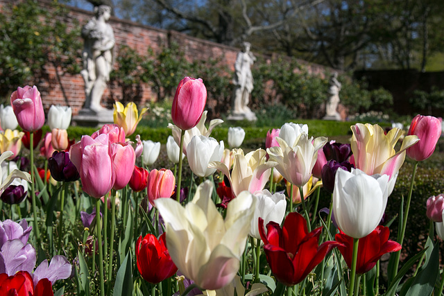 Tulips and statues, Tryon Palace