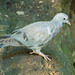 Stock dove (2)