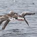 Greylag geese EF7A9787