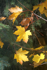 34/50 maple leaf, feuille d'érable