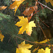 34/50 maple leaf, feuille d'érable