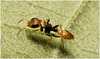 IMG 0847 Ant