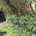 The bluebells are thick in the driveway