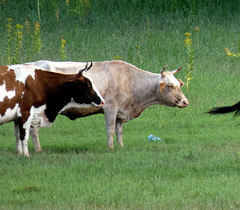 Danube Delta Cattle
