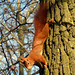 Eichhörnchen (ungewohnt abwärts am Baumstamm)
