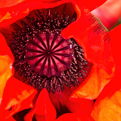 Giant Poppy Abstract