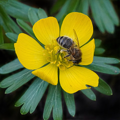Für die Bienen ist schon Frühjahr - Spring is already on the way for the bees