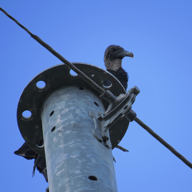 Black vulture on an electric pole