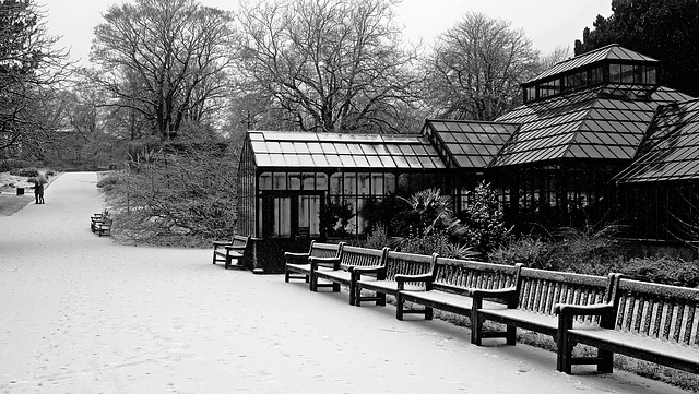 Main Range, Botanic Gardens in the Snow