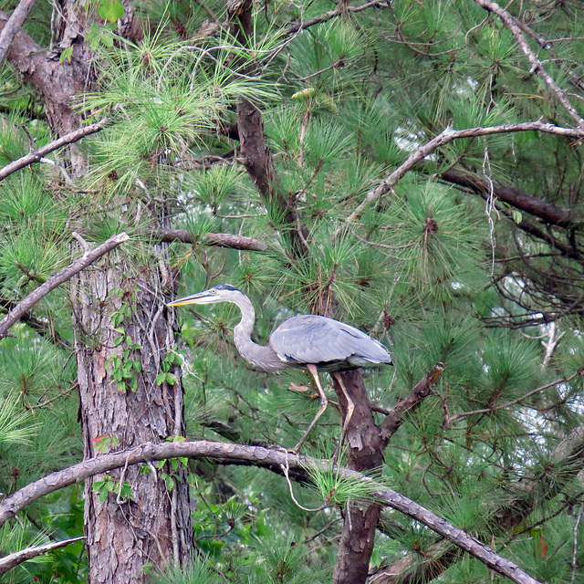 Great blue heron walking in a pine tree