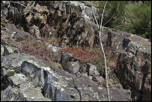 Sedum rupestre sur dalle basaltique Sedum rupestre sur dalle basaltique