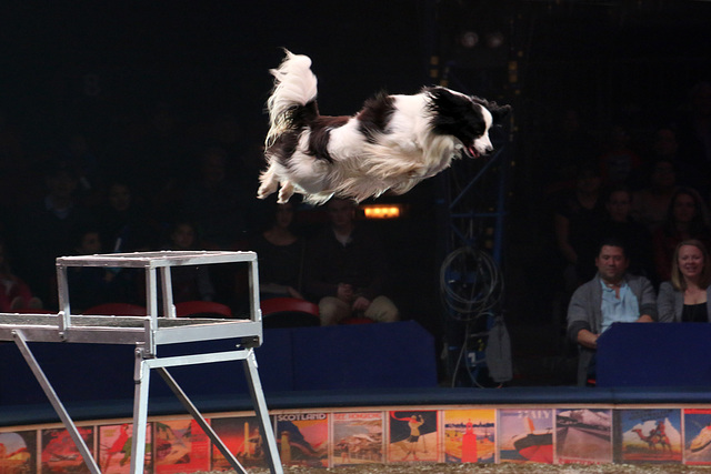 Leaping dog