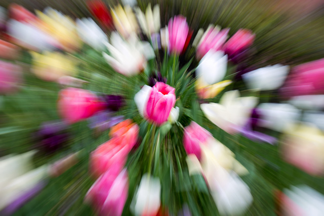 Pink tulip zoom