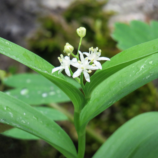 Star-flowered Solomon's Seal