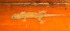 EF7A6019 Lizard