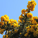 The beautiful gorse against the blue sky