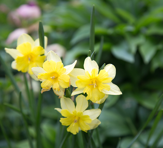 Daffodils, Tryon Palace