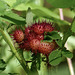 Spiny Rose Gall
