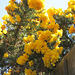 The gorse is gorgeous