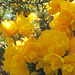 A little detail of the gorse