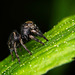 Evarcha,die schwarze Springspinne :))  Evarcha, the black jumping spider :))  Evarcha, l'araignée sauteuse noire :))
