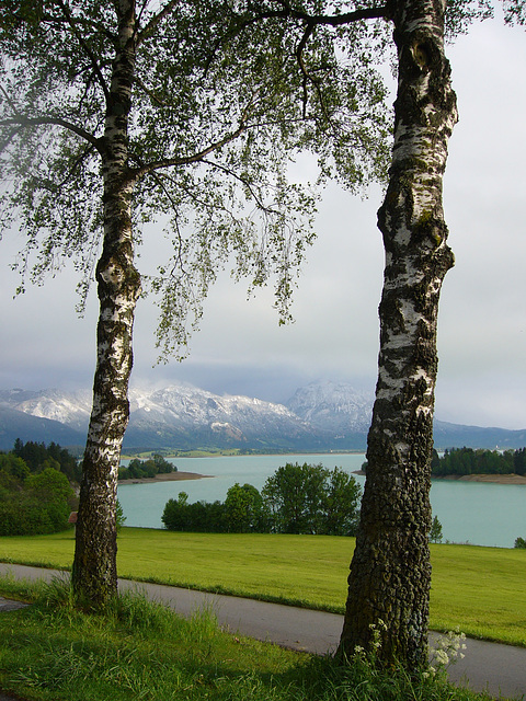 Birken am Forggensee