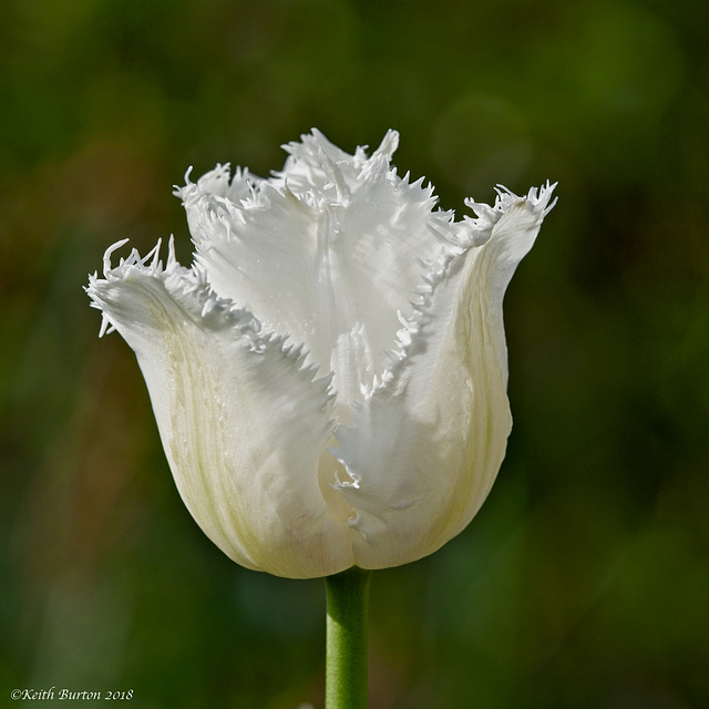Swan-Winged Tulip