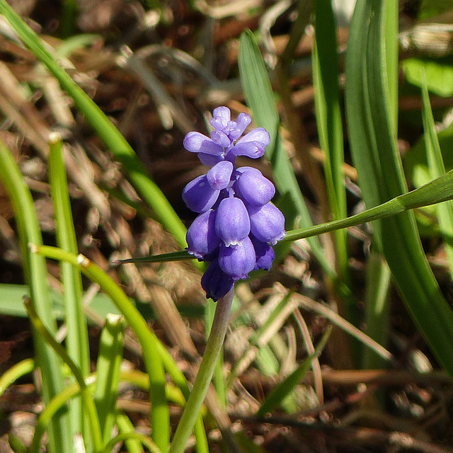 Day 2, Grape Hyacinth, Rondeau PP