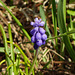 Day 2, Grape Hyacinth, Rondeau PP