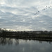 Vol de cormorans au  dessus de la Loire