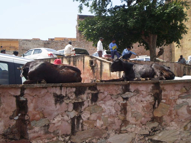Goats resting on wall.
