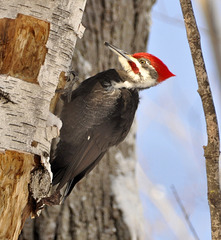 march-0102020 st bruno pileated A DSC0309