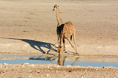 Namibia, Giraffes at the Watering Hole in Etosha National Park