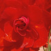 Begonia - gorgeous red