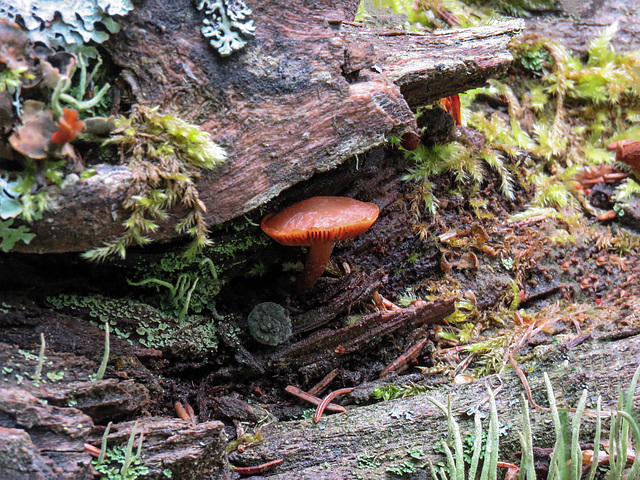 Mushroom, Ghost River forest
