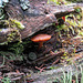 Mushroom, Ghost River forest