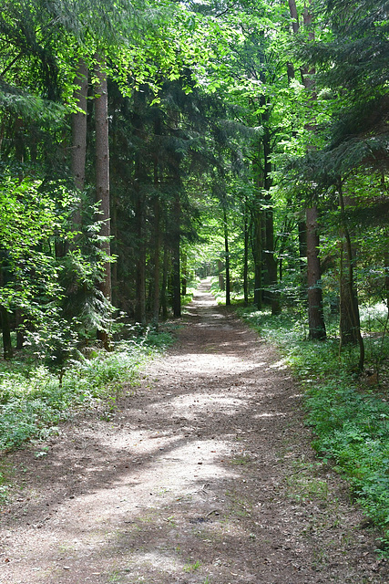 Waldweg (1)