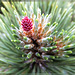 Bergkiefer (Pinus mugo) treibt aus - Weiblicher Zapfen.  ©UdoSm