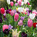 Tulip row