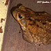 73 Cane Toad (Rhinella marina)