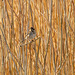 Female reed bunting