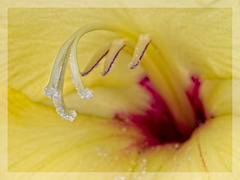 Inside a Gladioli Flower