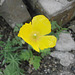 A solitary yellow poppy