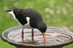 Oyster catchers need a drink too...