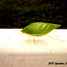74 Leaf Cricket